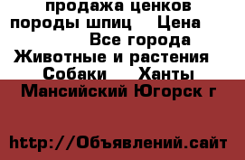 продажа ценков породы шпиц  › Цена ­ 35 000 - Все города Животные и растения » Собаки   . Ханты-Мансийский,Югорск г.